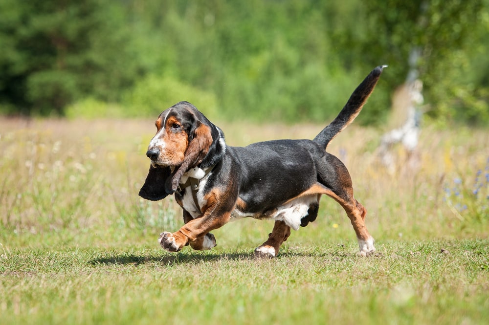 basset hound apartment