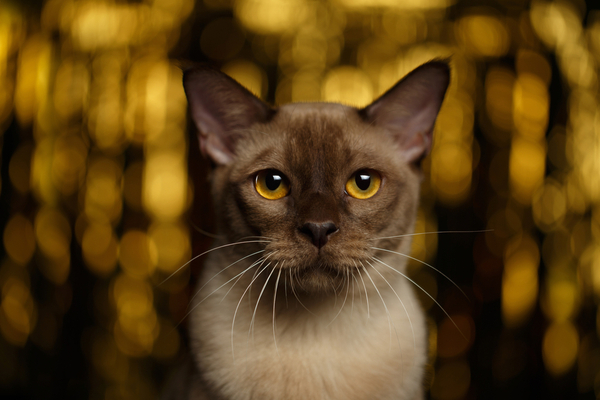 Burmese cat