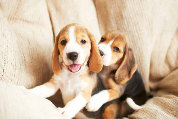 Beagle puppy