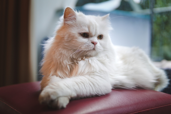 Persian cat