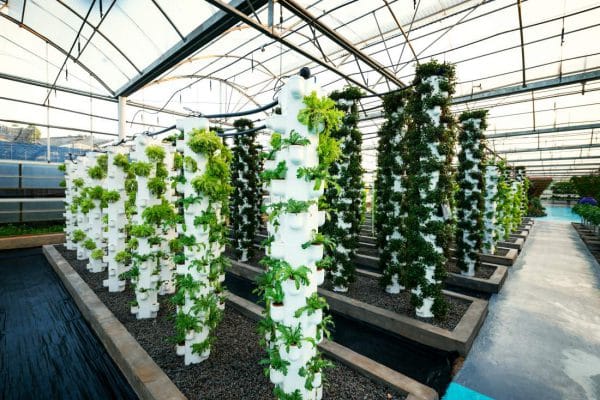 Science growing plants