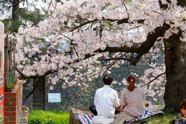 People picnicking under the blossom tree.